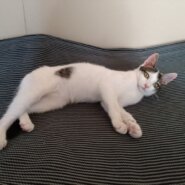 【保護猫】ひめ推定7ヶ月♀キジ白