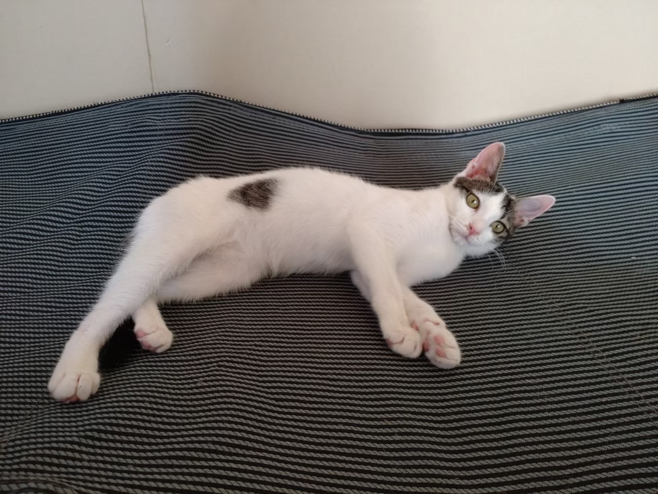 【保護猫】ひめ推定7ヶ月♀キジ白