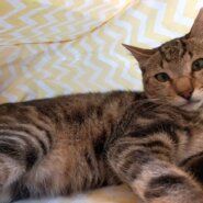 【保護猫】きゅう推定1歳♂キジトラ