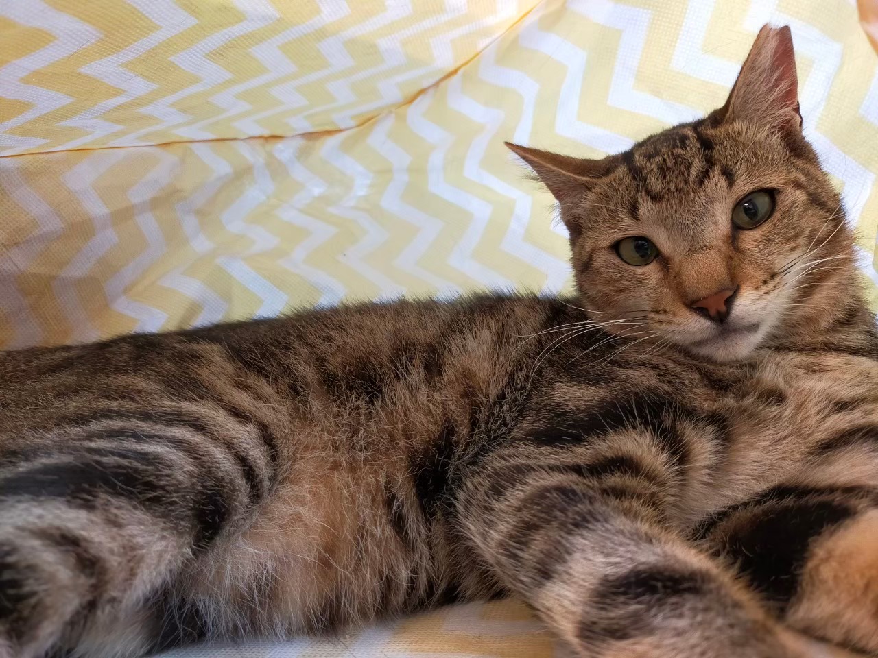 【保護猫】きゅう推定1歳♂キジトラ