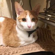 【保護猫】ぐう推定7ヶ月♂茶白