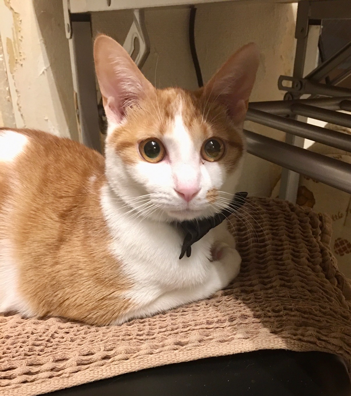 【保護猫】ぐう推定7ヶ月♂茶白