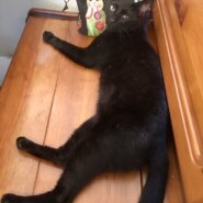 【保護猫】リンク推定4歳♂黒猫