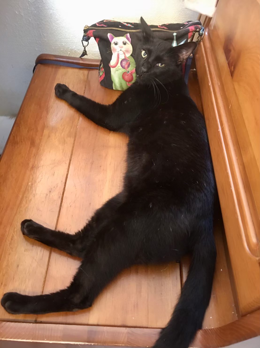 【保護猫】リンク推定4歳♂黒猫