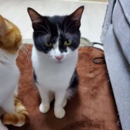 ヤンチャなハチワレ黒助（男の子）