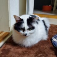 モフモフ可愛い女の子　こまりちゃん