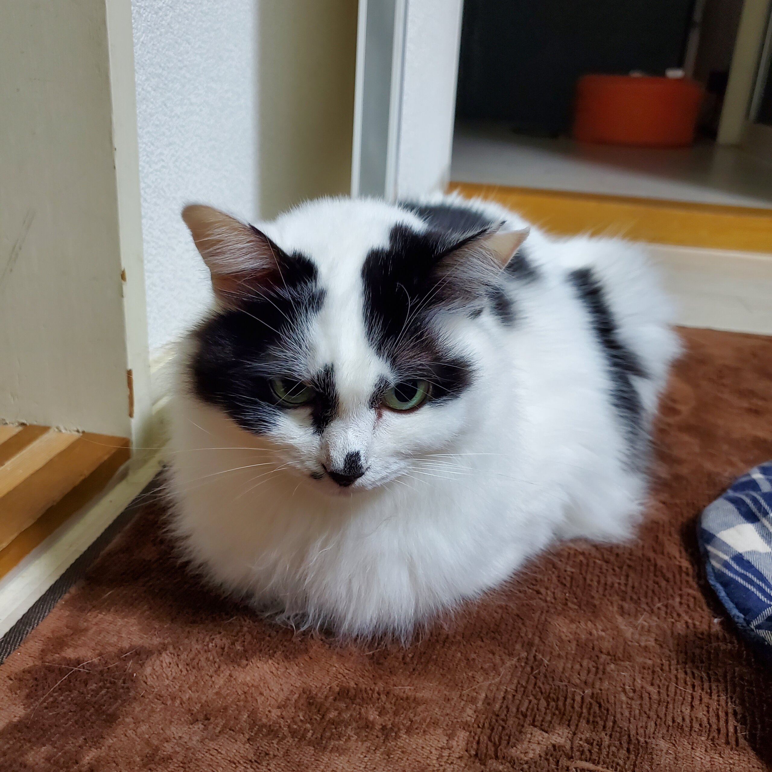 モフモフ可愛い女の子　こまりちゃん