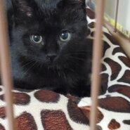 （トライアル先候補あり。一旦停止します）保護猫　生後３か月の元気な黒猫（男の子）です。