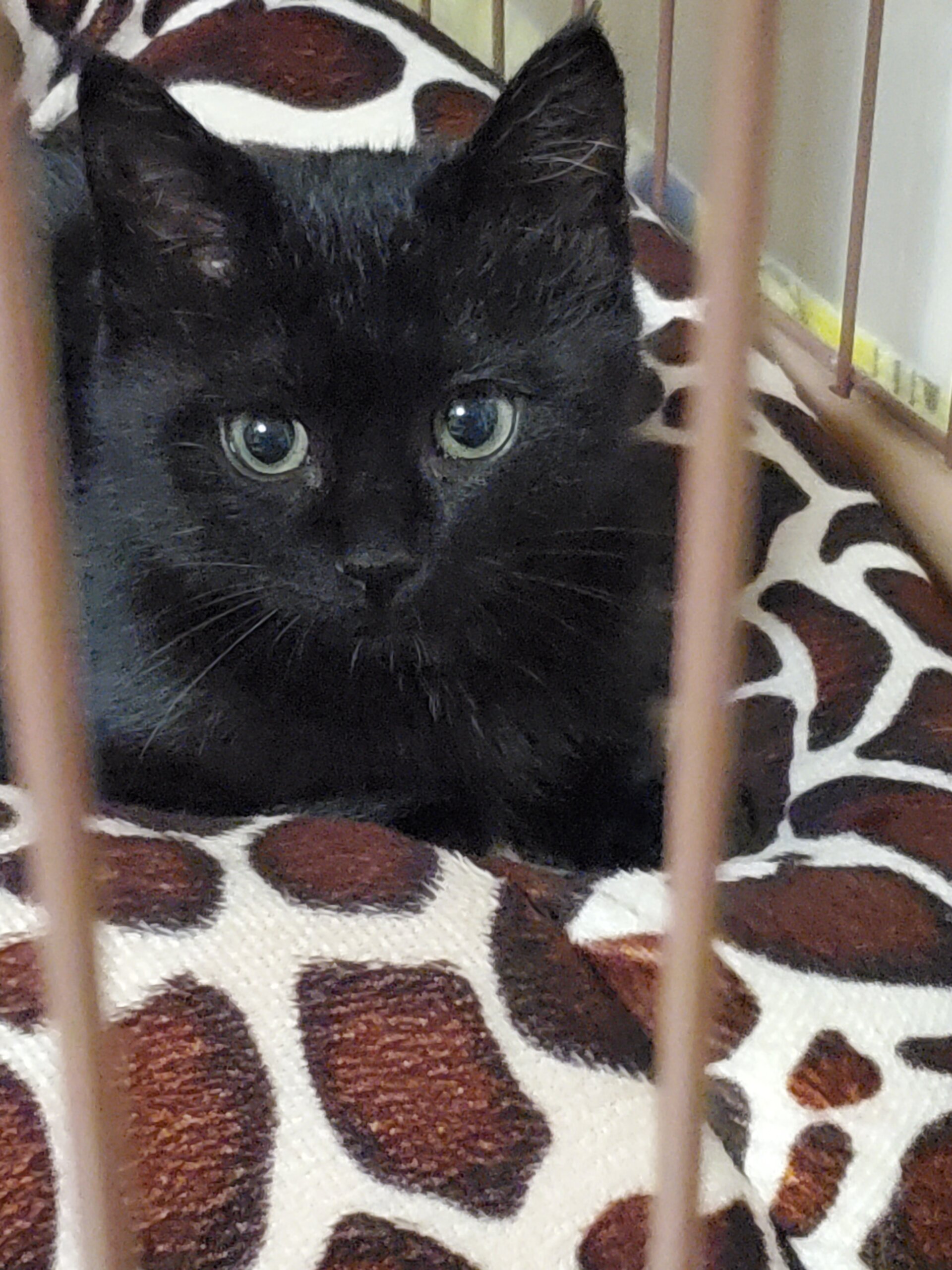 （トライアル先候補あり。一旦停止します）保護猫　生後３か月の元気な黒猫（男の子）です。