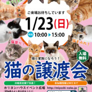 子猫緊急参加「16匹のねこねこ譲渡会」★愛知県みよし市