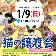デビュー子猫あり！ちびでか11匹の譲渡会-愛知県みよし市