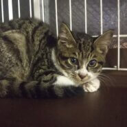 続・初猫in瀬戸！子猫から成猫までの臨時譲渡会～ちーむにゃいんず