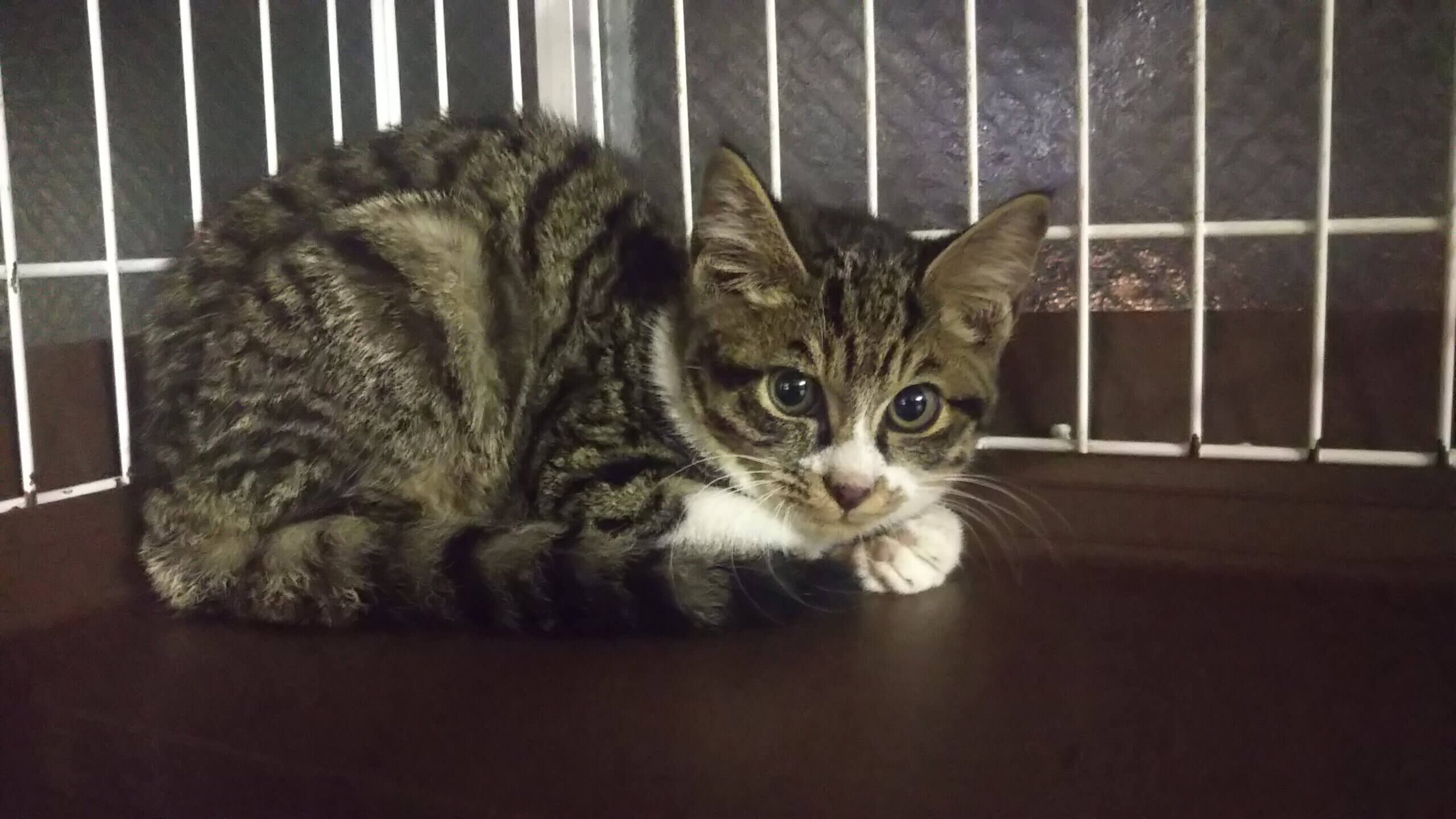 続・初猫in瀬戸！子猫から成猫までの臨時譲渡会～ちーむにゃいんず