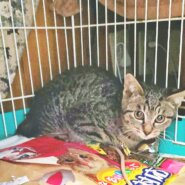 地域で生まれる子猫を馴らして里子にだしたい