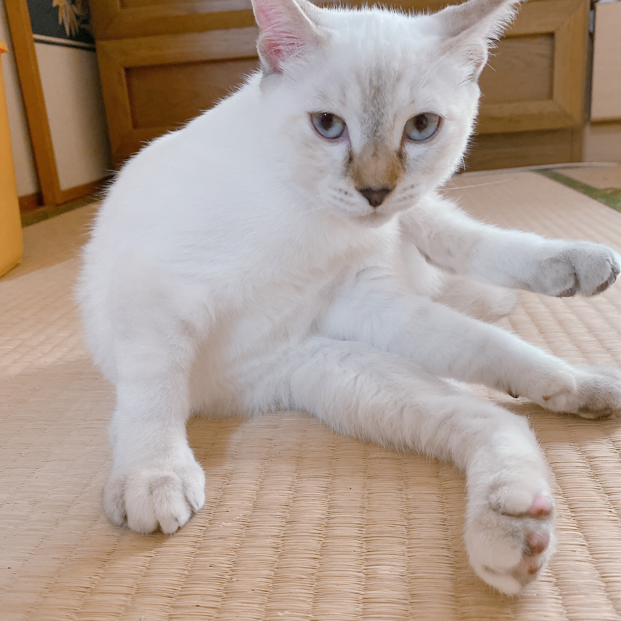 生後4ヶ月ほどの子猫（女の子）