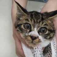 続々初猫in豊明～保護猫の譲渡会2022/01/15☆ちーむ にゃいんず