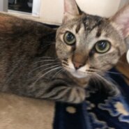 目の大きな美人さん「ななちゃん」