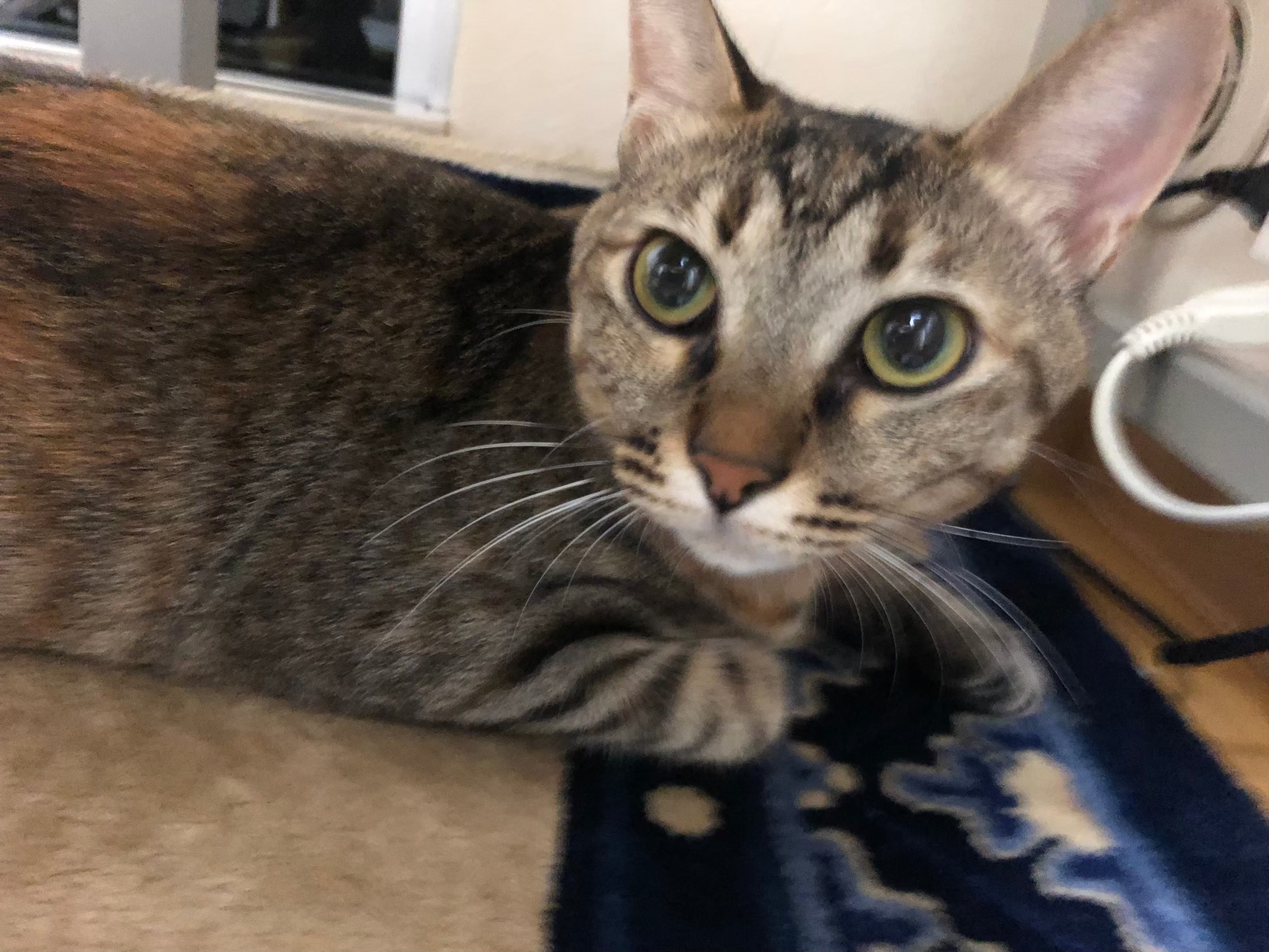 目の大きな美人さん「ななちゃん」