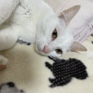 3歳真っ白い成猫(女の子)