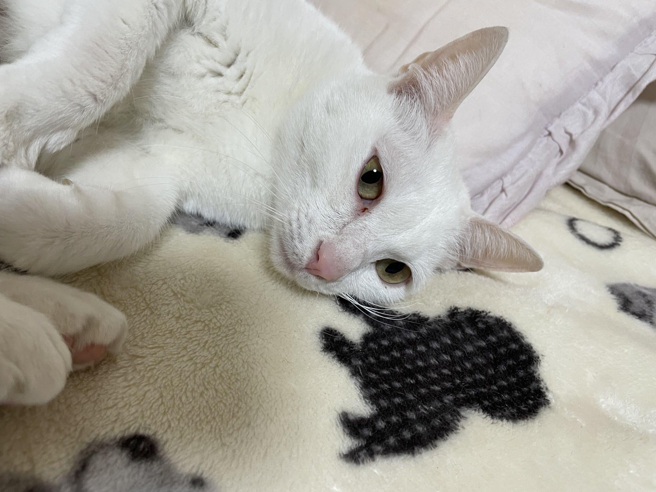 3歳真っ白い成猫(女の子)