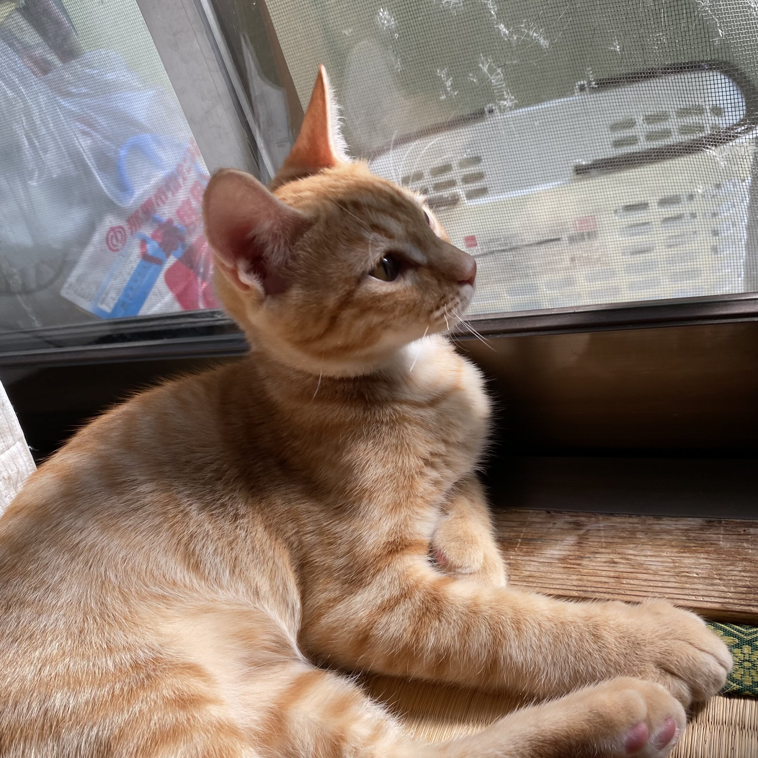 生後4ヶ月ほどの子猫（男の子）