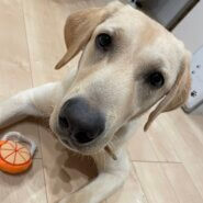 1歳2ヶ月のわんぱく犬✩