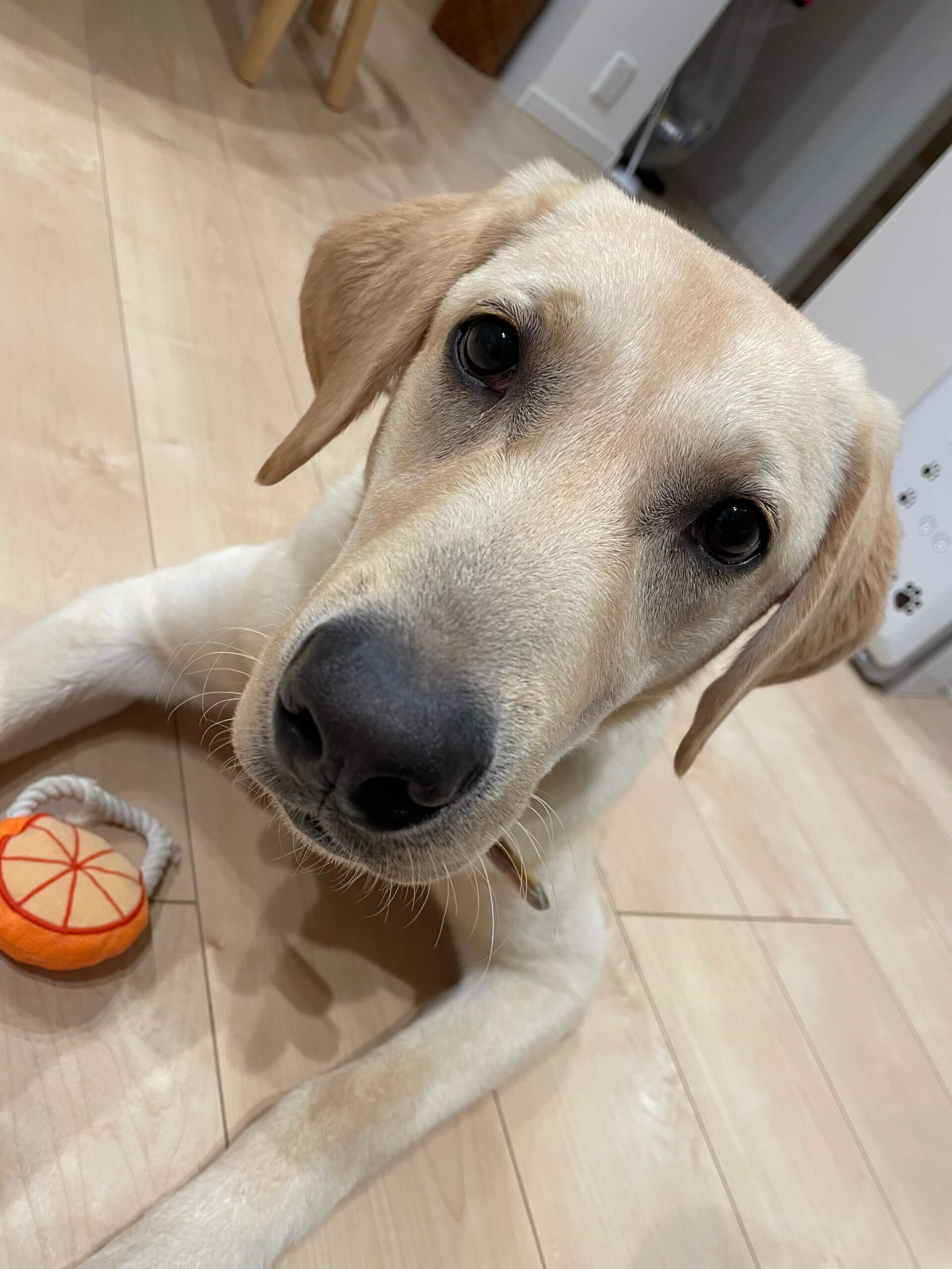 1歳2ヶ月のわんぱく犬✩