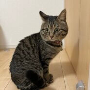 保護猫【約２歳】ゆずくん。