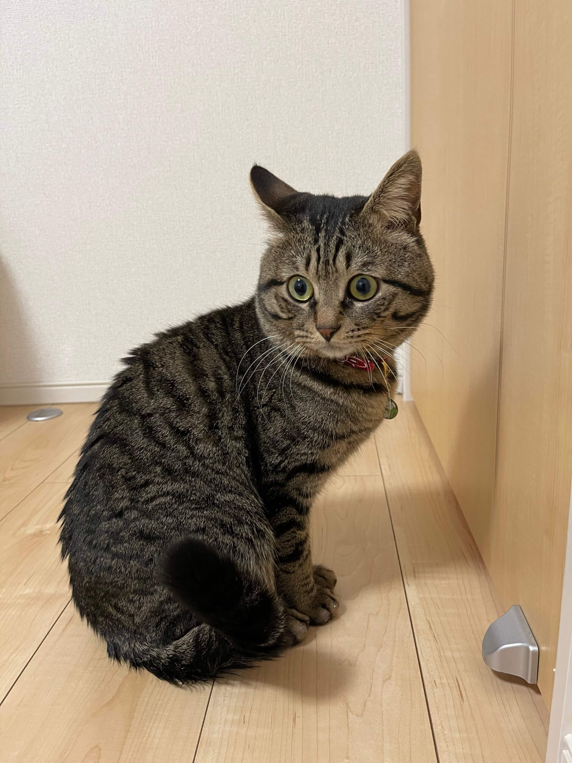 保護猫【約２歳】ゆずくん。