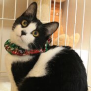 お鼻にゴマ塩イケメン君💚