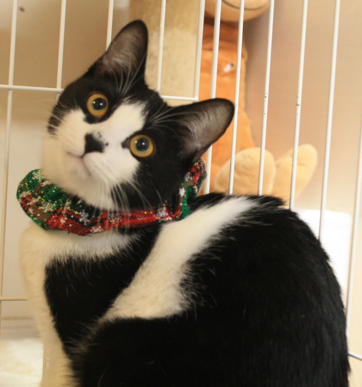 お鼻にゴマ塩イケメン君💚