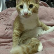 生後4ヶ月ほどの子猫（男の子）