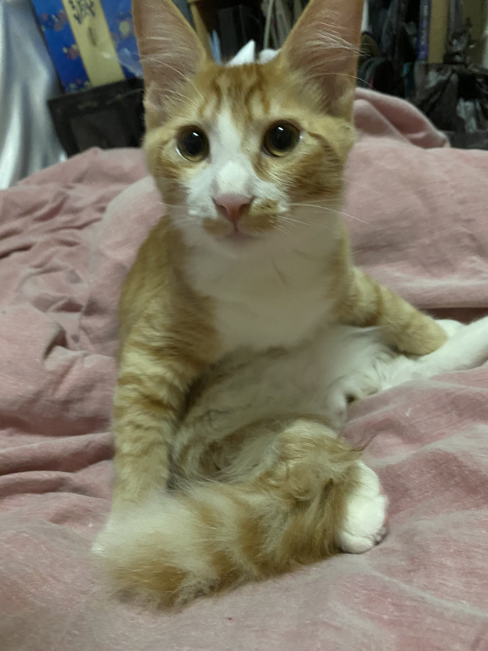 生後4ヶ月ほどの子猫（男の子）