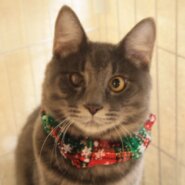 グレーでフワフワの男の子💜