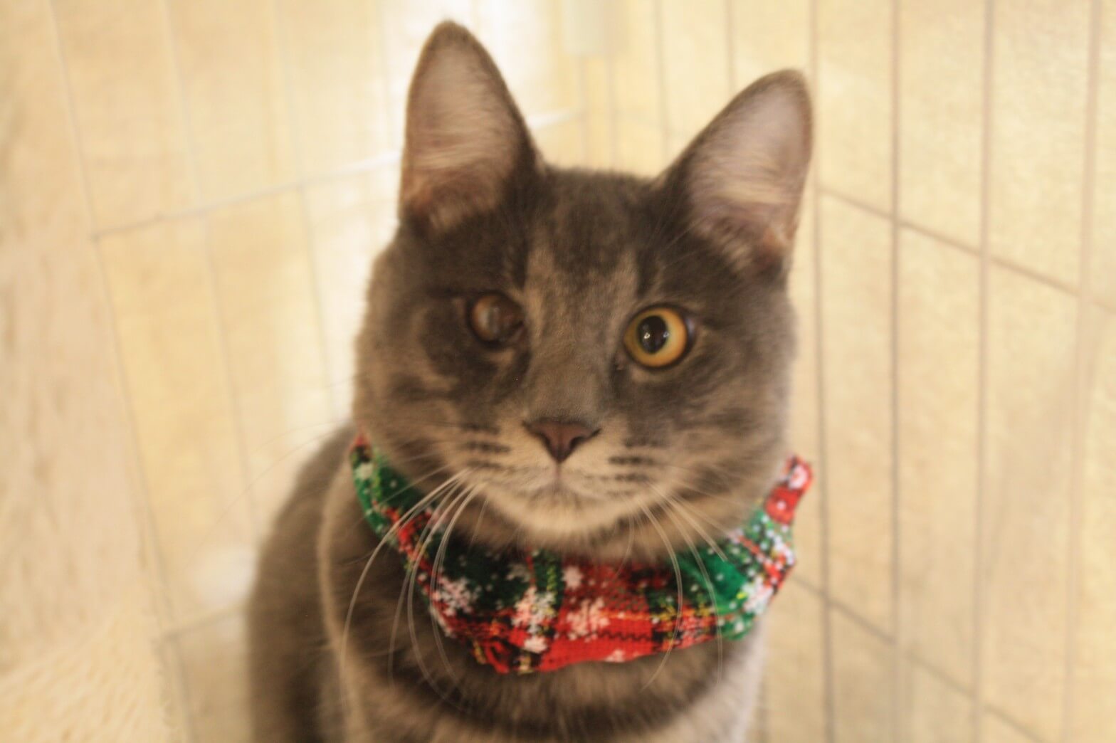 グレーでフワフワの男の子💜