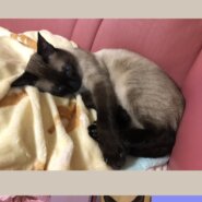 4歳3ヶ月のシャム猫ちゃんの里親さんを探してます
