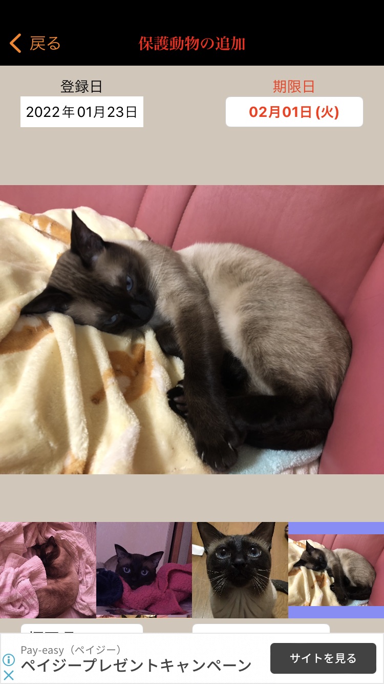 4歳3ヶ月のシャム猫ちゃんの里親さんを探してます