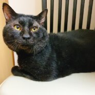 推定10歳人好き黒猫男の子【福岡市】