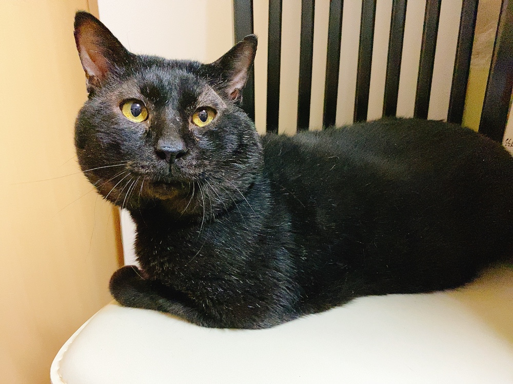 推定10歳人好き黒猫男の子【福岡市】