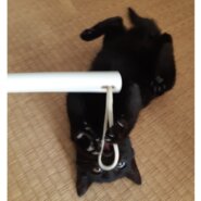 生後3か月前後の子猫(男の子)