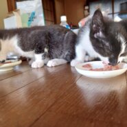 生後２ヶ月半の子猫(男の子)