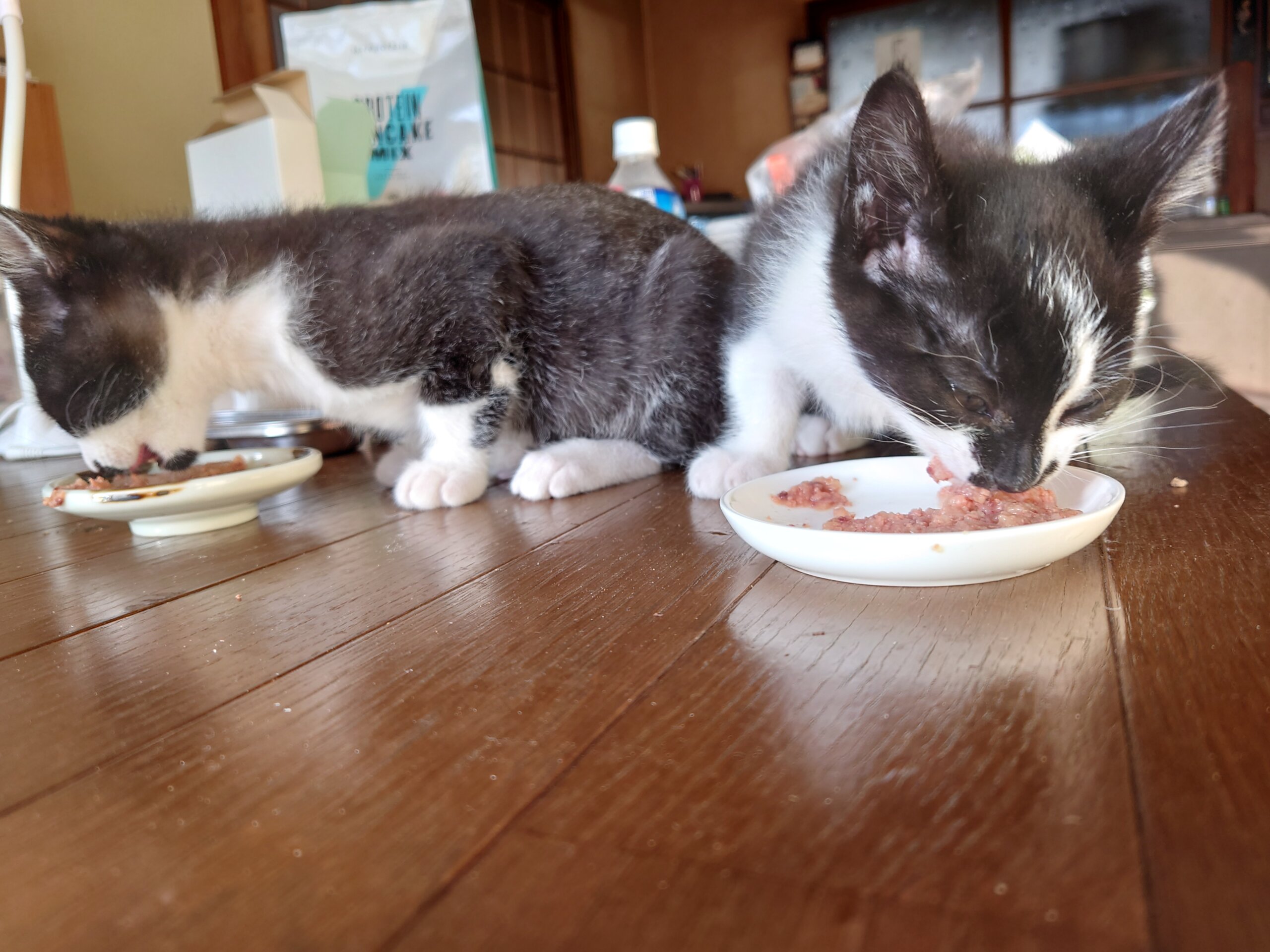 生後２ヶ月半の子猫(男の子)