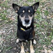 沖縄が生んだハンサムボーイ　桃太郎(モモ太)