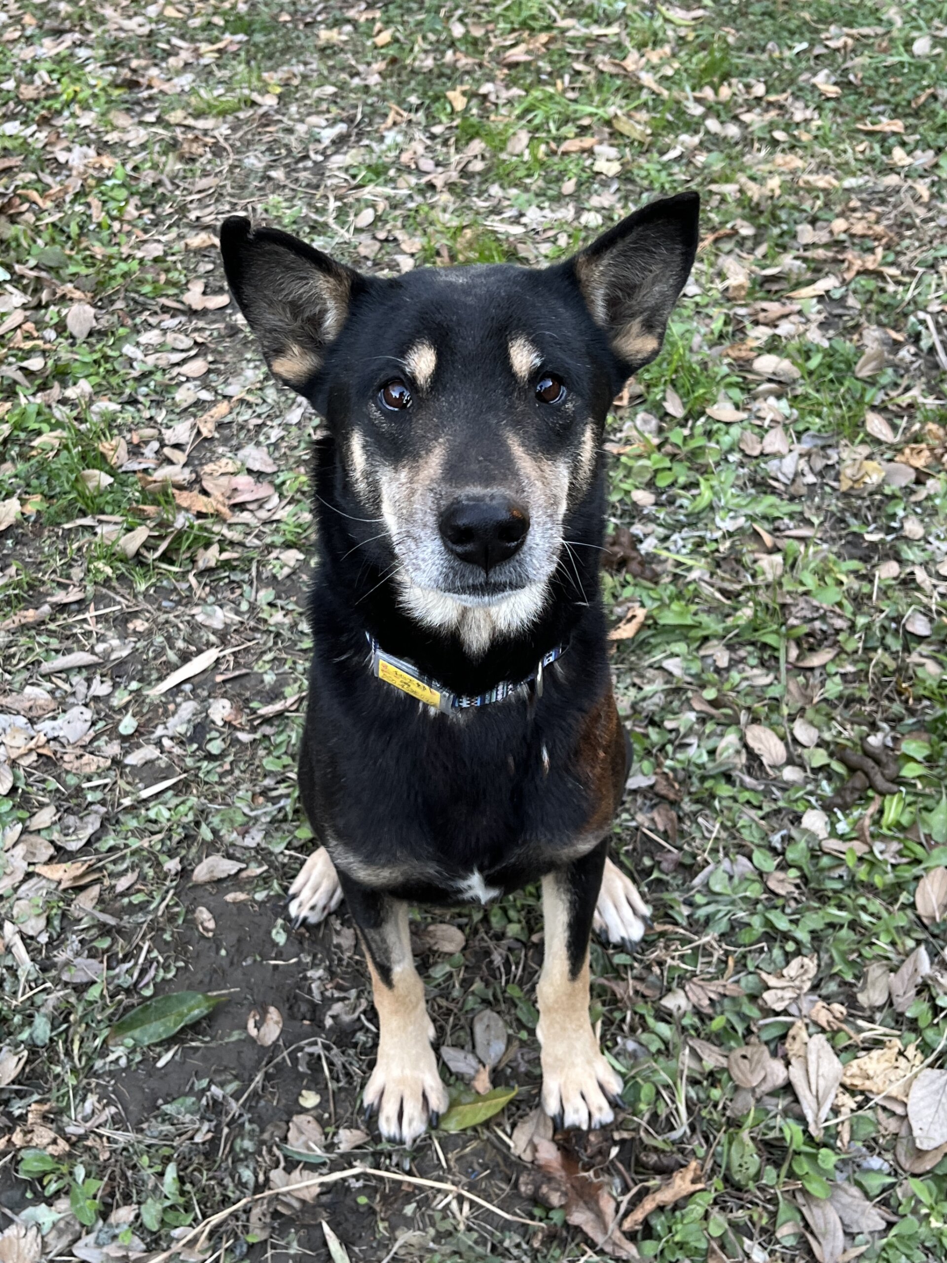 沖縄が生んだハンサムボーイ　桃太郎(モモ太)