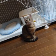 エイズに負けない！活発元気なペッパーちゃん