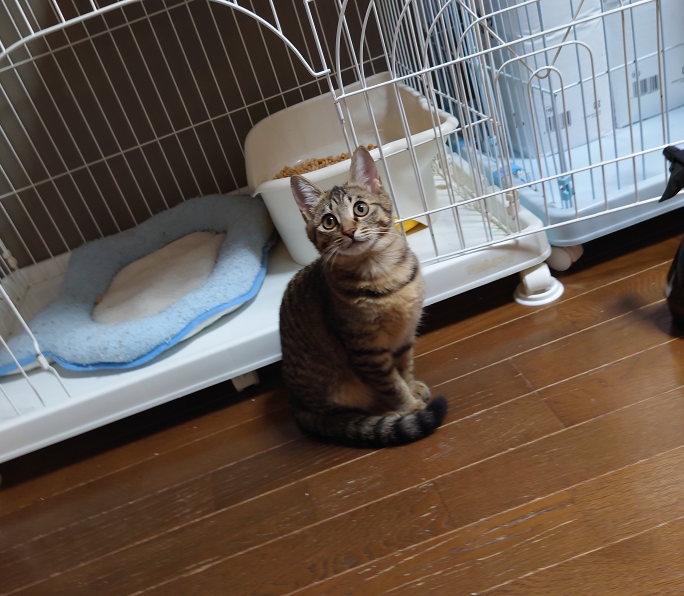 エイズに負けない！活発元気なペッパーちゃん