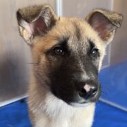 【交渉中、応募停止】甘えん坊の3ヶ月の男の子