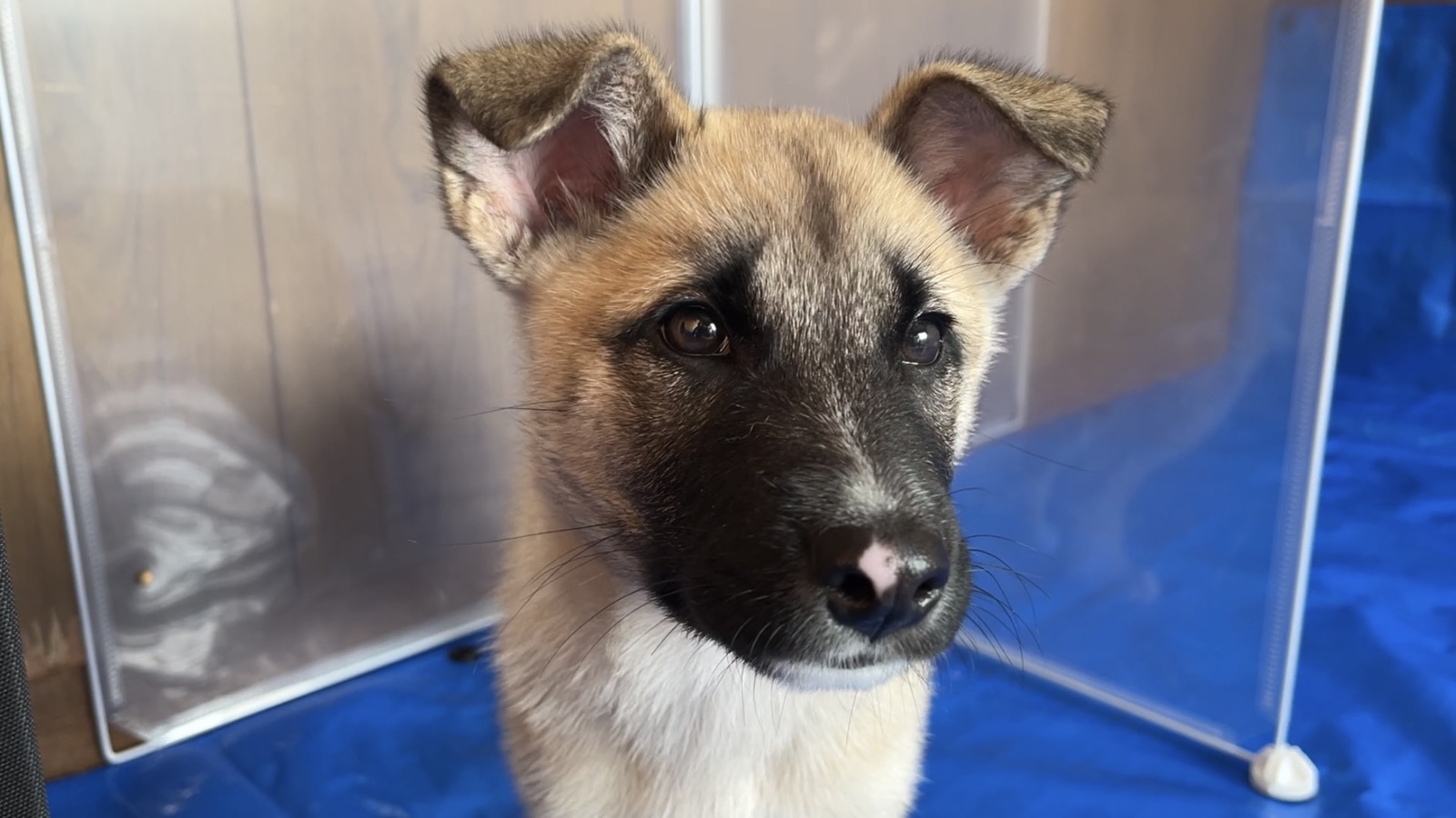 【交渉中、応募停止】甘えん坊の3ヶ月の男の子