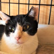 少し人見知りの女の子　ポポちゃん