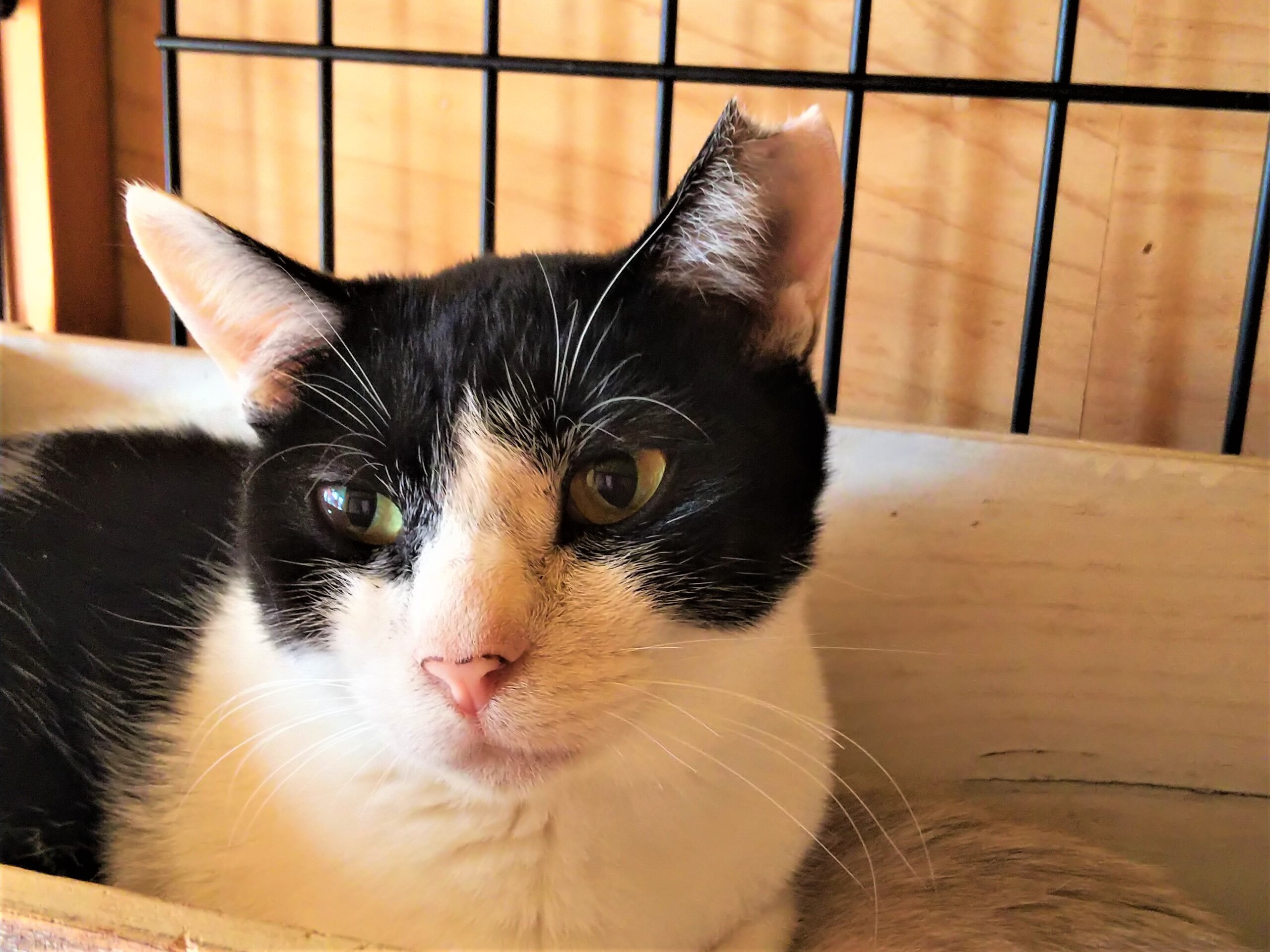 少し人見知りの女の子　ポポちゃん